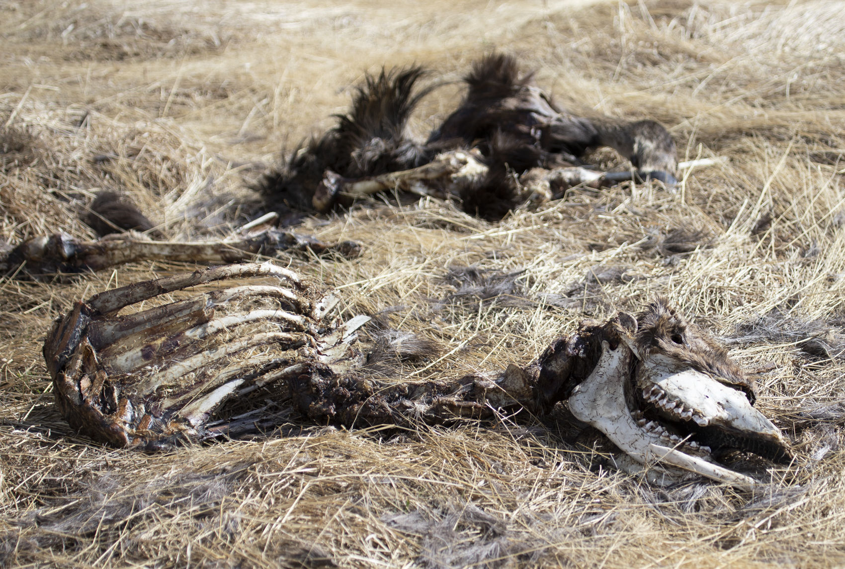 Elk carcass